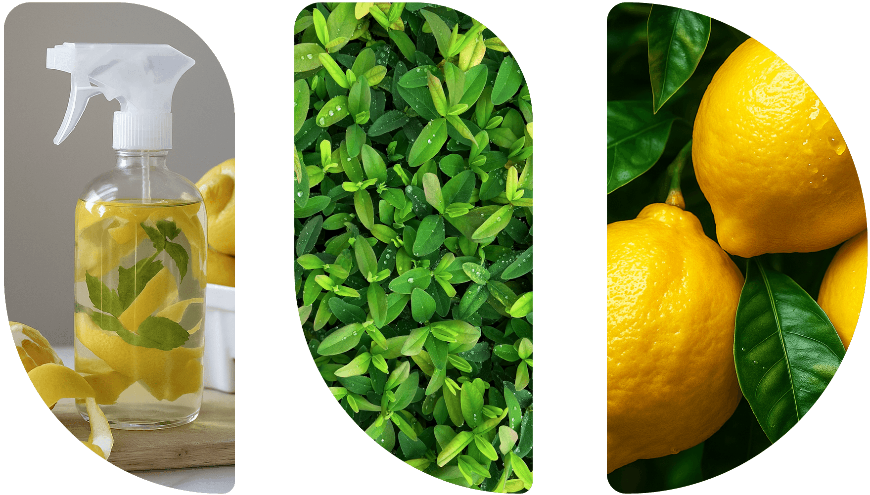 Eco-friendly cleaning logo